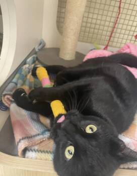 Domestic Short Hair Cats Available for Adoption in Homer Glen, Illinois - Jagger | PetCurious