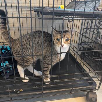Birch -  Domestic Short Hair Cat for Adoption in Cincinnati, Ohio - Birch | PetCurious