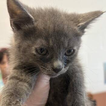 Firecracker Tina -  Domestic Short Hair Cat for Adoption in Gloucester, Virginia - Firecracker Tina | PetCurious