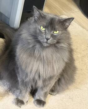 Mystery -  Domestic Medium Hair Cat for Adoption - Mystery | PetCurious