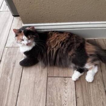 Karma C006978 -  Domestic Long Hair Cat for Adoption in Prosper, Texas - Karma C006978 | PetCurious