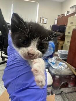 Domestic Short Hair Cats Available for Adoption in Pasadena, Texas - A185247 | PetCurious