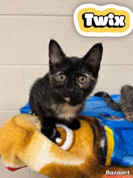 Twix -  Domestic Short Hair Cat for Adoption in Valparaiso, Indiana - Twix | PetCurious