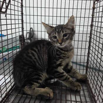 Harper -  Domestic Short Hair Cat for Adoption in Edinburg, Texas - Harper | PetCurious