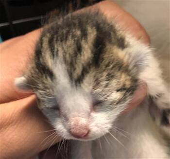 Domestic Short Hair Cats Available for Adoption in Houston, Texas - A655737 | PetCurious