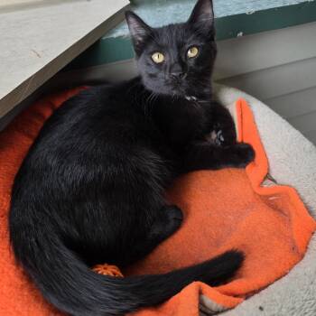 Truffle -  Domestic Short Hair Cat for Adoption in Barrière, British Columbia - Truffle | PetCurious