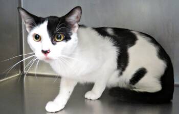 Cookie -  Domestic Short Hair Cat for Adoption in Lexington, Virginia - Cookie | PetCurious