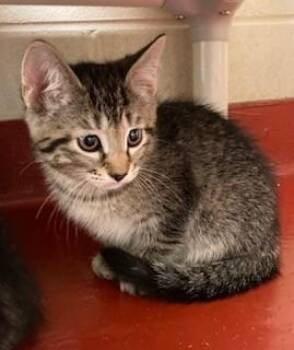 Rescue Domestic Short Hair Cats for Adoption in Mason City, Iowa - Sloth Bear | PetCurious