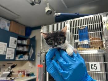 Rescue Domestic Short Hair Cats for Adoption in Raleigh, North Carolina - LINDOR | PetCurious