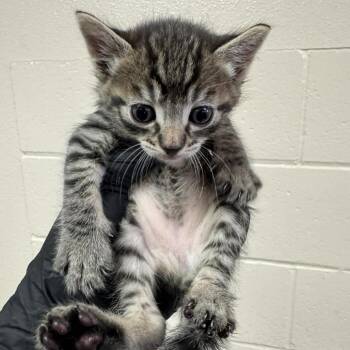 Abigail -  Domestic Short Hair Cat for Adoption in Reno, Nevada - Abigail | PetCurious