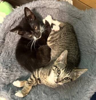 Charlie CH kitten -  Domestic Short Hair Cat for Adoption - Charlie CH Kitten | PetCurious