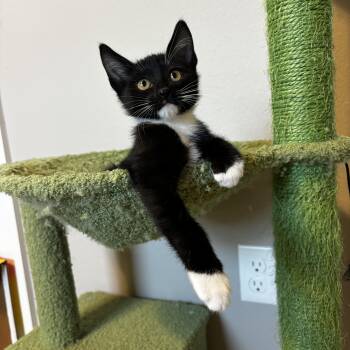 GMC -  Domestic Short Hair Cat for Adoption in Bentonville, Arkansas - GMC | PetCurious