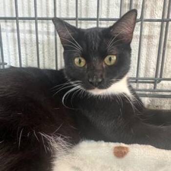Rescue Tuxedo Cats for Adoption in Lodi, California - Mandy | PetCurious