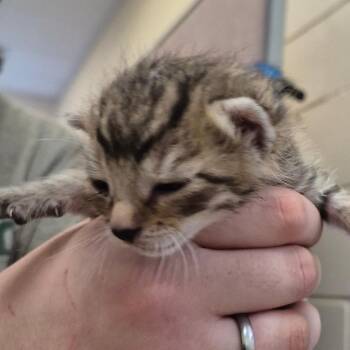 Domestic Short Hair Cats Available for Adoption in Lake Panasoffkee, Florida - Sammy | PetCurious