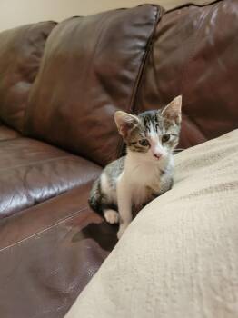 Princess Peach -  Domestic Short Hair Cat for Adoption in Wheaton, Illinois - Princess Peach | PetCurious