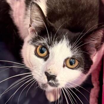 Fiona -  Domestic Short Hair Cat for Adoption in Allentown, Pennsylvania - Fiona | PetCurious