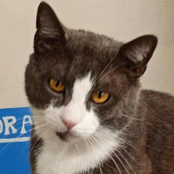 Jimmy -  Domestic Short Hair Cat for Adoption in Chehalis, Washington - Jimmy | PetCurious