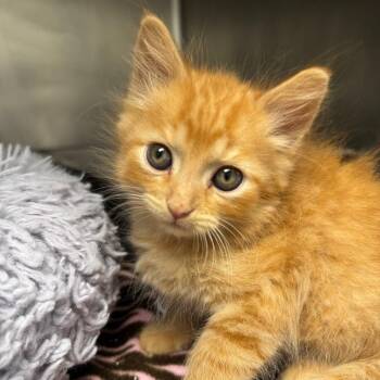 Simon Says -  Domestic Medium Hair Cat for Adoption in Pekin, Illinois - Simon Says | PetCurious