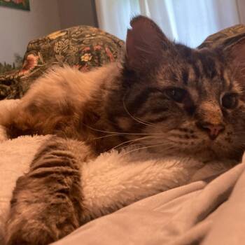 Tug Boat -  Domestic Short Hair Cat for Adoption in Philadelphia, Pennsylvania - Tug Boat | PetCurious