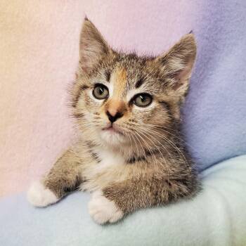Rescue Calico Cats for Adoption in Marseilles, Illinois - Caribou | PetCurious