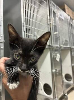 HEEBIE -  Domestic Short Hair Cat for Adoption in Tallahassee, Florida - HEEBIE | PetCurious