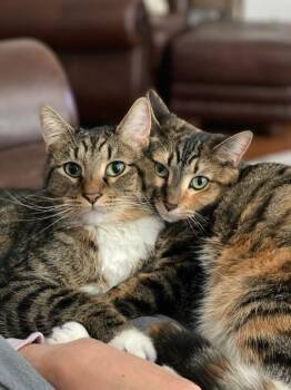 Domestic Short Hair Cats Available for Adoption - GP-Nike | PetCurious