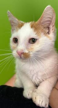 Corn Flakes -  Domestic Short Hair Cat for Adoption in Delson, Quebec - Corn Flakes | PetCurious