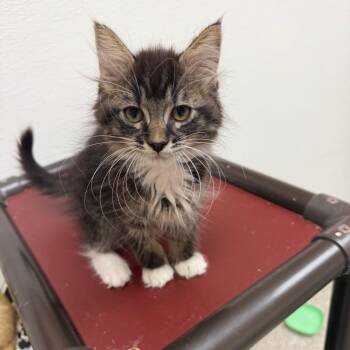 Boom -  Domestic Short Hair Cat for Adoption in Detroit Lakes, Minnesota - Boom | PetCurious