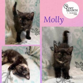 Molly -  Domestic Short Hair Cat for Adoption in Washington, Pennsylvania - Molly | PetCurious