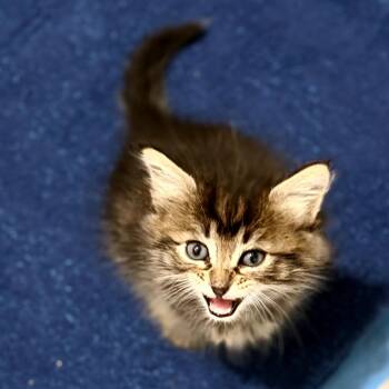 Domestic Medium Hair and Maine Coon Cats Available for Adoption in Long Beach, California - Ryland | PetCurious