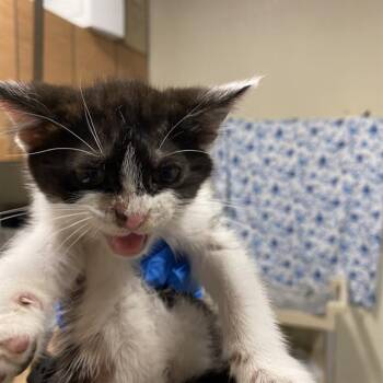 A612060 -  Domestic Medium Hair Cat for Adoption in Modesto, California - A612060 | PetCurious