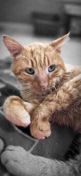 Chance -  Domestic Short Hair Cat for Adoption in Merrillville, Indiana - Chance | PetCurious