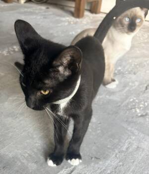 Aries Connor -  Domestic Short Hair Cat for Adoption in Oviedo, Florida - Aries Connor | PetCurious