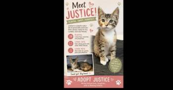 Justice -  Domestic Short Hair and Calico Cat for Adoption in Ruskin, Florida - Justice | PetCurious