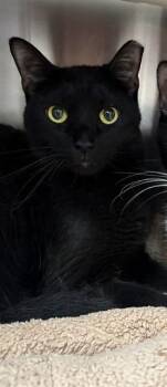 BENICIO -  Domestic Short Hair Cat for Adoption in Pueblo, Colorado - BENICIO | PetCurious