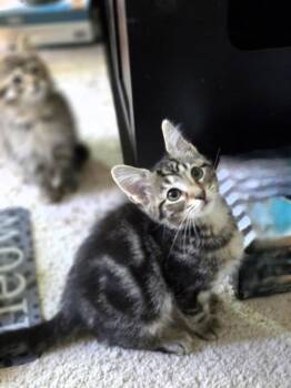 Charles -  Domestic Short Hair Cat for Adoption in Herndon, Virginia - Charles | PetCurious