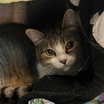 Remmy -  Domestic Short Hair Cat for Adoption in Lakewood, Colorado - Remmy | PetCurious
