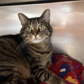 Loki -  Domestic Short Hair Cat for Adoption in Brockton, Massachusetts - Loki | PetCurious