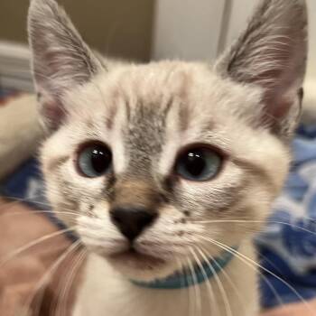 Marina -  Domestic Short Hair Cat for Adoption in Houston, Texas - Marina | PetCurious