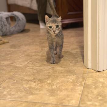 Domestic Short Hair Cats Available for Adoption - Pacifica | PetCurious