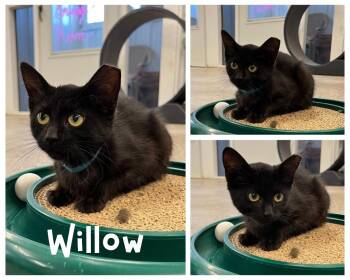 Willow -  Domestic Short Hair Cat for Adoption in Pierceton, Indiana - Willow | PetCurious