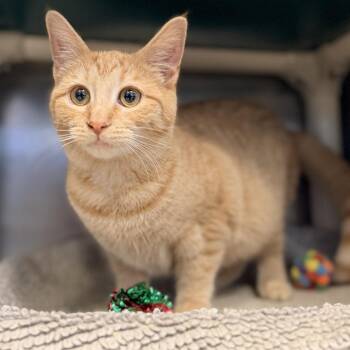 Kennedy -  Domestic Short Hair Cat for Adoption in Columbus, Ohio - Kennedy | PetCurious