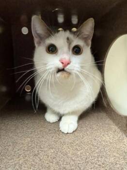 INDIGO -  Domestic Short Hair Cat for Adoption in Cookeville, Tennessee - INDIGO | PetCurious