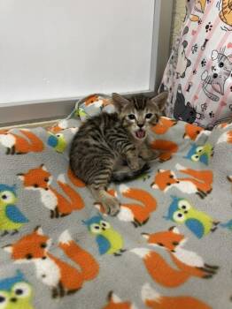 Cyril -  Tabby Cat for Adoption in Parlier, California - Cyril | PetCurious