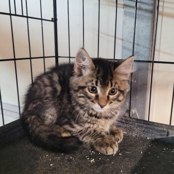 Izmir -  Tabby Cat for Adoption in Maple Shade, New Jersey - Izmir | PetCurious