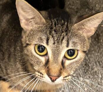 Sofia -  Domestic Short Hair Cat for Adoption in Elizabethton, Tennessee - Sofia | PetCurious