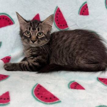 Holly -  Domestic Medium Hair Cat for Adoption in Valdosta, Georgia - Holly | PetCurious