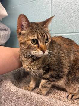 Domestic Short Hair Cats Available for Adoption in Rock Springs, Wyoming - Jane | PetCurious