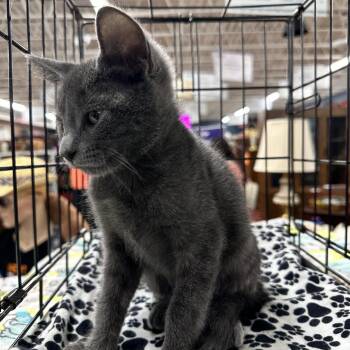 Pimento -  Domestic Short Hair Cat for Adoption in Richmond, Virginia - Pimento | PetCurious