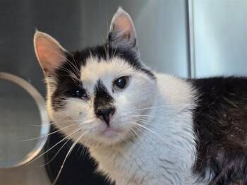 Domestic Short Hair Cats Available for Adoption in Martinez, California - MINX | PetCurious